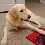 Les étapes du développement du chiot : Un guide semaine par semaine