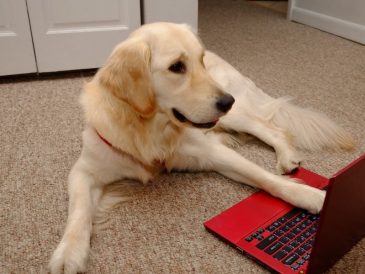 5 calculateurs de nourriture crue pour chiens - img