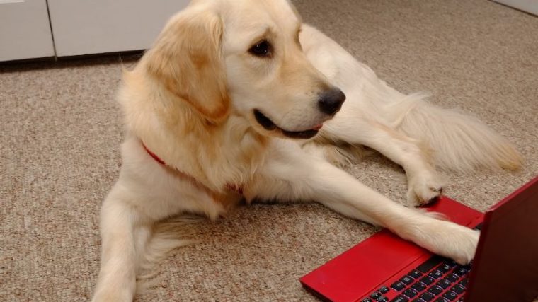 5 calculateurs de nourriture crue pour chiens - img