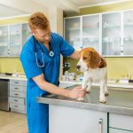 Quelle quantité de poulet et de riz devez-vous donner à votre chien ?