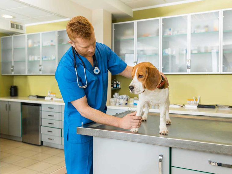 À quelle fréquence dois-je emmener mon chien chez le vétérinaire ? - img