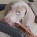 Faut-il acheter un chiot quand on est enceinte ?