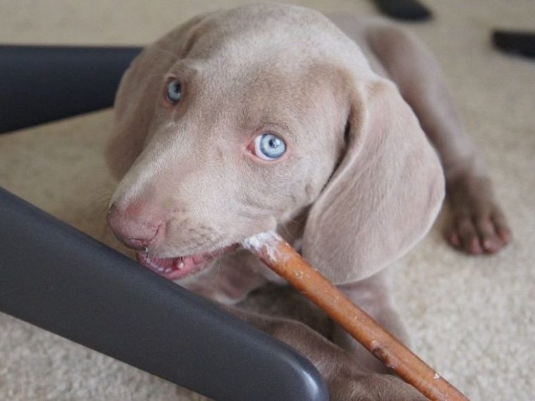 Alternatives aux peaux crues pour les chiens - img