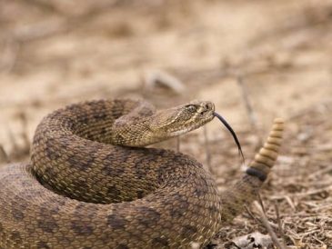 Apprentissage de l'évitement des serpents à sonnettes pour les chiens - img