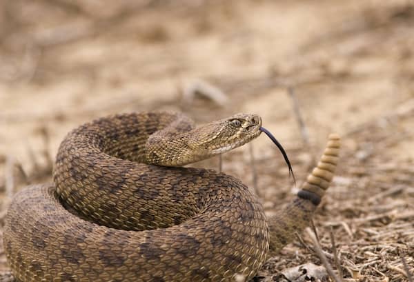 Apprentissage de l'évitement des serpents à sonnettes pour les chiens - img