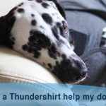 5 calculateurs de nourriture crue pour chiens