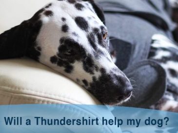 Avis sur les chemises de protection pour chien - Avantages et inconvénients - img
