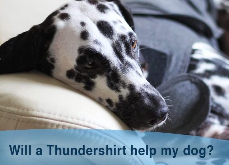 Avis sur les chemises de protection pour chien - Avantages et inconvénients - img