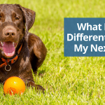 Faut-il enlever les griffes du chien ?