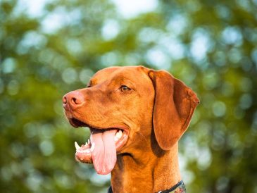 Combien de dents ont les chiens ? Dentition canine 101 - img