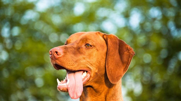 Combien de dents ont les chiens ? Dentition canine 101 - img