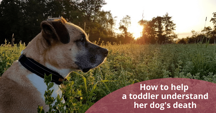Comment aider un tout-petit à comprendre la mort d'un chien ? - img