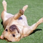 Les blogs sur les animaux de compagnie en 2022