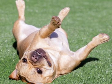 Comment apprendre à un chien à se retourner - img