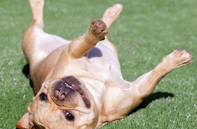 Comment apprendre à un chien à se retourner - img