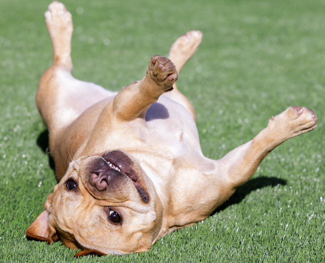 Comment apprendre à un chien à se retourner - img