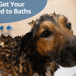 Combien de dents ont les chiens ? Dentition canine 101