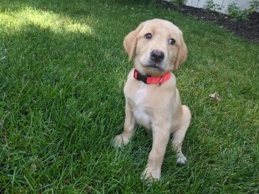 Comment choisir un éleveur de chiens - img