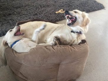 Comment empêcher les chiens de maltraiter leurs congénères à l'intérieur ? - img