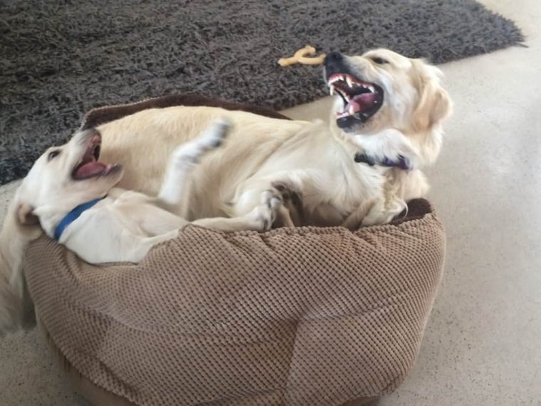 Comment empêcher les chiens de maltraiter leurs congénères à l'intérieur ? - img