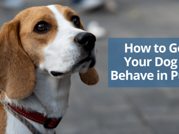 Comment faire en sorte que votre chien se comporte en public ? - img