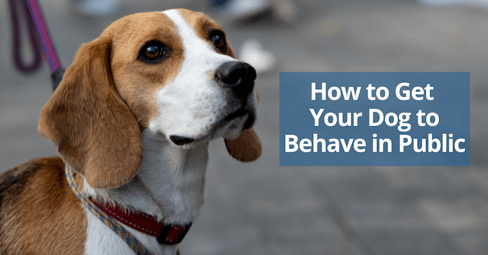 Comment faire en sorte que votre chien se comporte en public ? - img