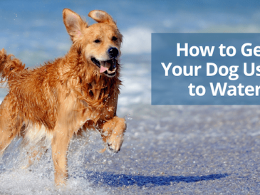Comment habituer votre chien à l'eau - img
