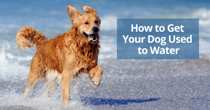 Comment habituer votre chien à l'eau - img