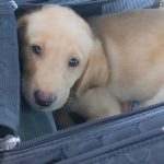 Meilleures marques de nourriture crue pour chiens