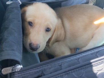 Comment prendre l'avion avec un chiot - img
