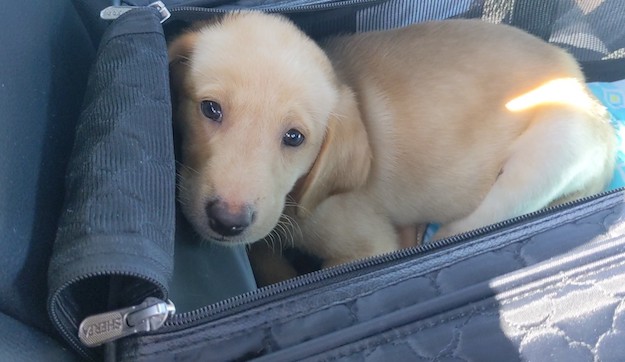 Comment prendre l'avion avec un chiot - img