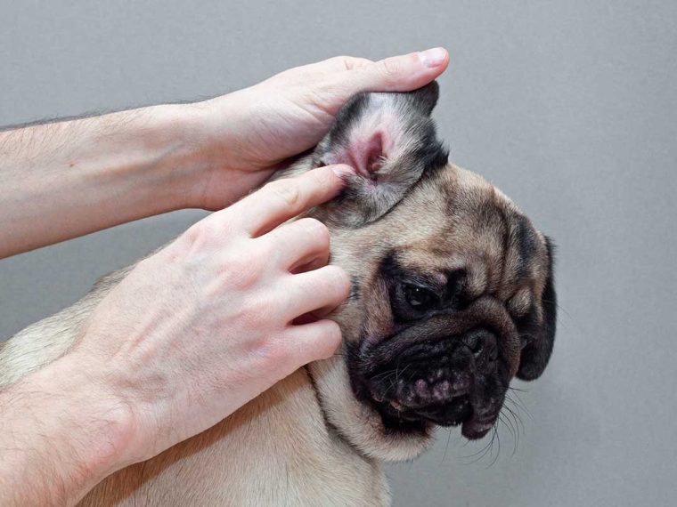 Comment traiter l'otite de votre chien sans aller chez le vétérinaire ? - img