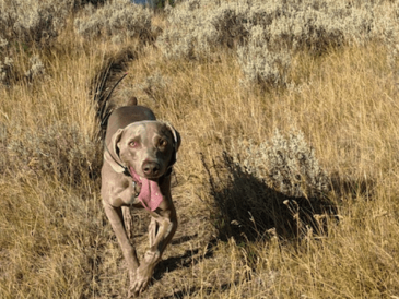 Conseils pour les blogs sur les animaux - Pet Bloggers Journey 2021 - img