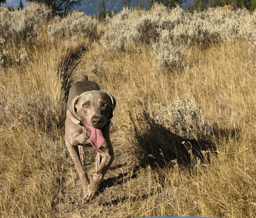 Conseils pour les blogs sur les animaux - Pet Bloggers Journey 2021 - img