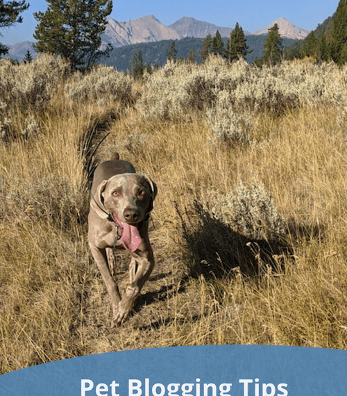 Conseils pour les blogs sur les animaux - Pet Bloggers Journey 2021 - img