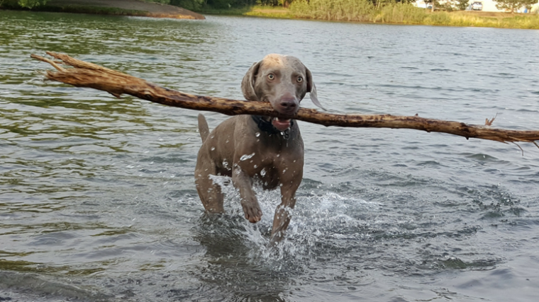 De combien d'exercice un Weimaraner a-t-il besoin ? - img