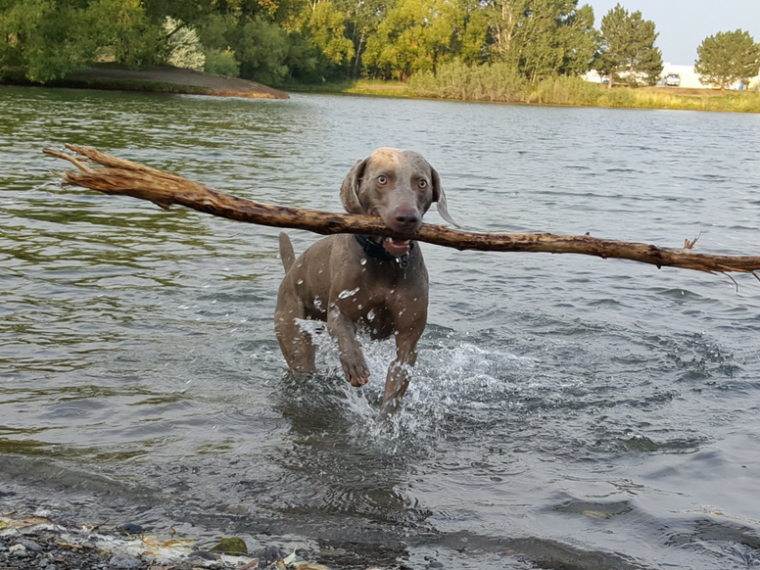 De combien d'exercice un Weimaraner a-t-il besoin ? - img