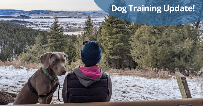 Dressage de mon Weimaraner - 2021 Mise à jour sur le dressage ! - img