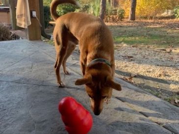 Examen du Kong Wobbler - img