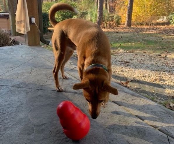 Examen du Kong Wobbler - img