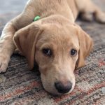 Alternatives aux peaux crues pour les chiens