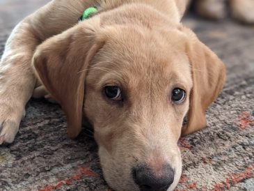 Faut-il acheter un chiot quand on est enceinte ? - img