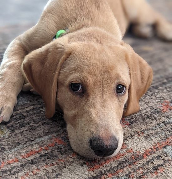 Faut-il acheter un chiot quand on est enceinte ? - img