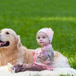 De combien d&rsquo;exercice un Weimaraner a-t-il besoin ?