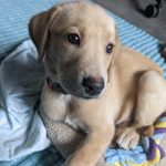 Comment traiter l&rsquo;otite de votre chien sans aller chez le vétérinaire ?