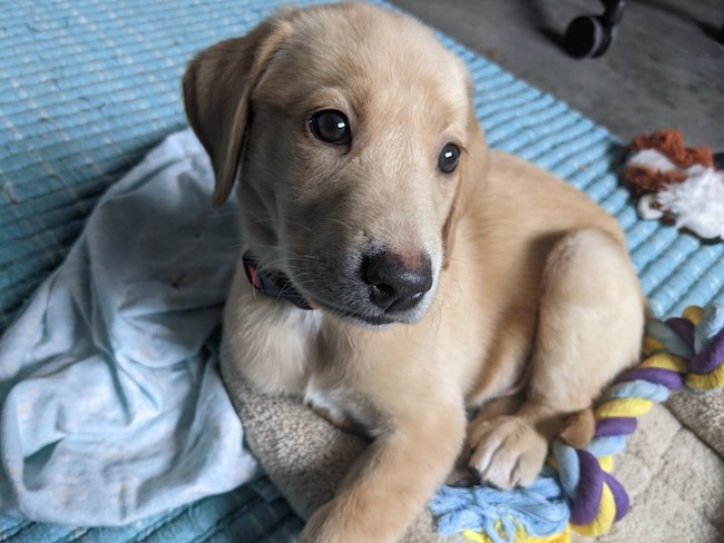 La première nuit du chiot à la maison - img