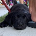 Que faire si votre chien se casse une griffe et expose le bout de l&rsquo;ongle ?