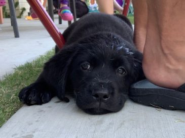 Labrador Retriever noir - Guide des races - img