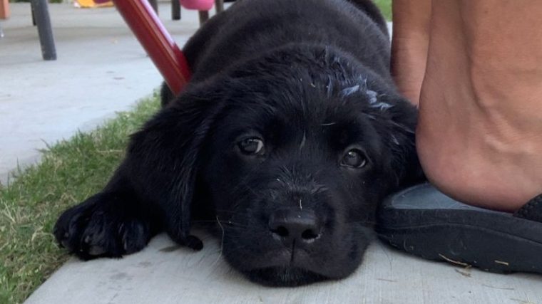 Labrador Retriever noir - Guide des races - img