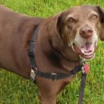 Comment empêcher les chiens de maltraiter leurs congénères à l&rsquo;intérieur ?
